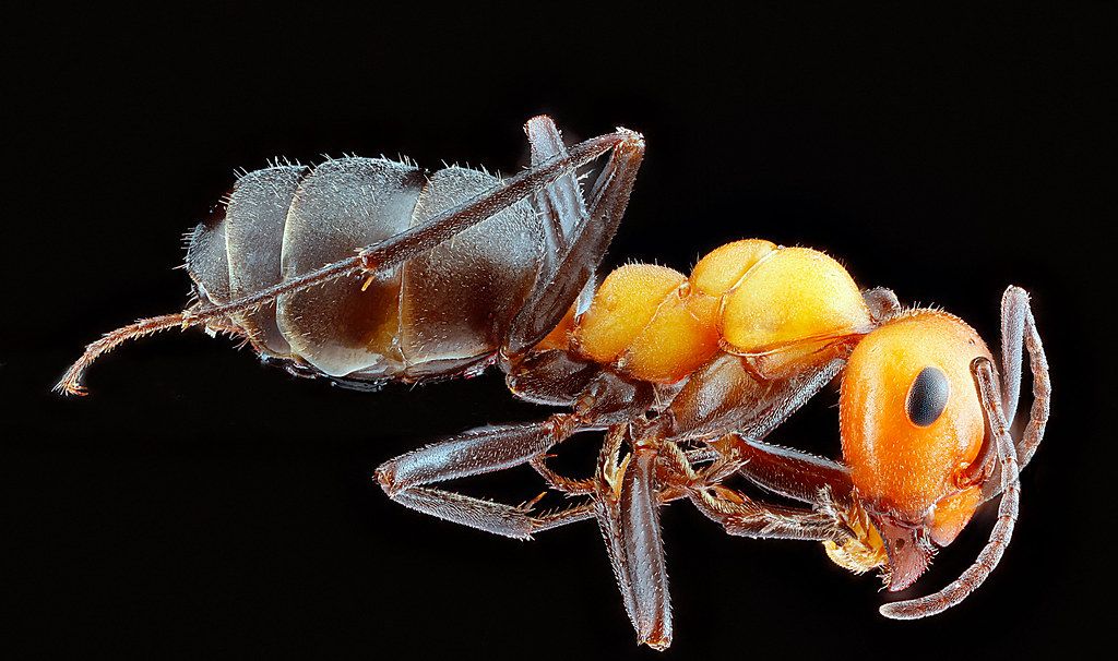 Ant Control service in Cerritos, CA
