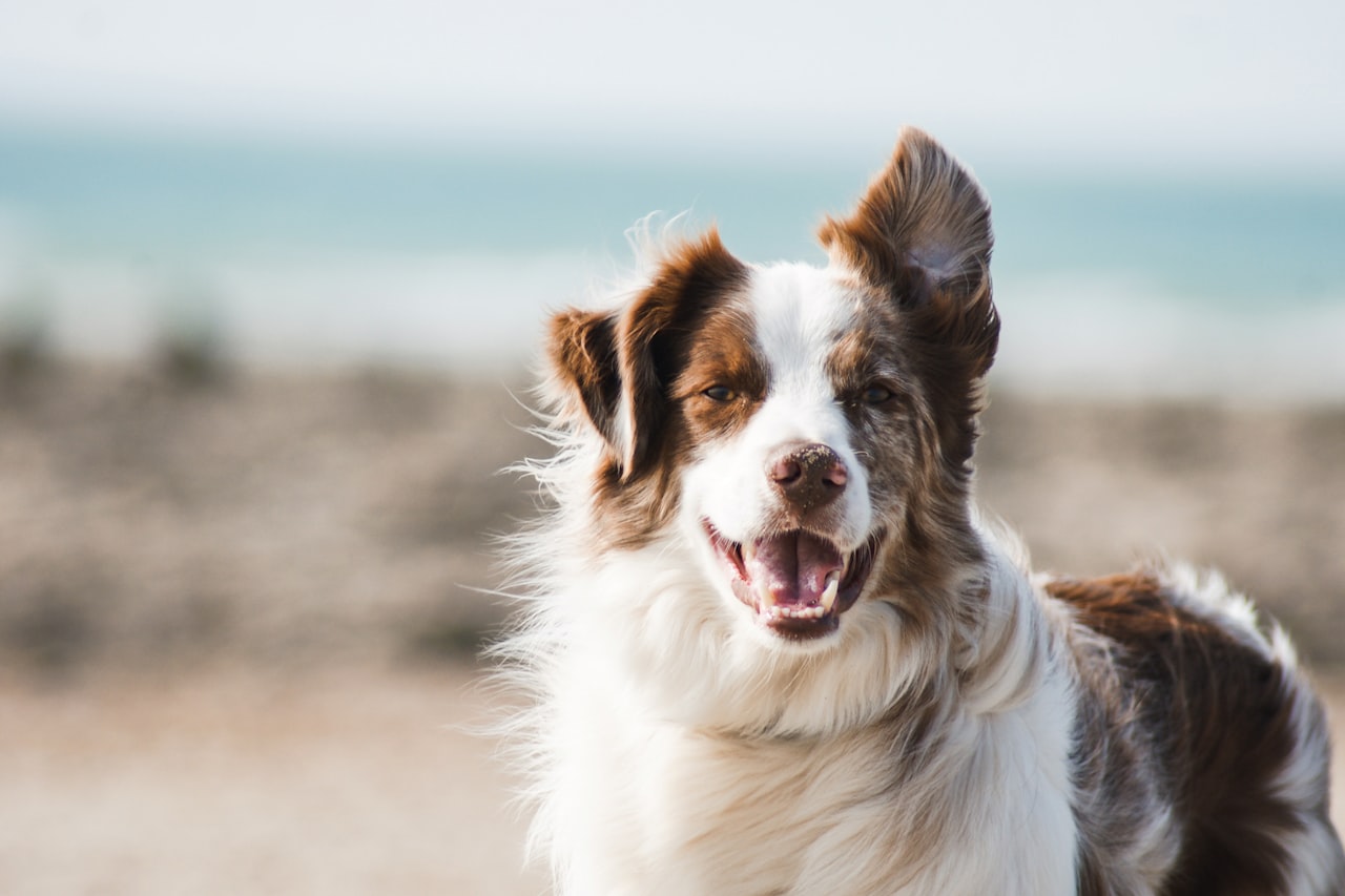 Flea & Tick Control service in Cerritos, CA