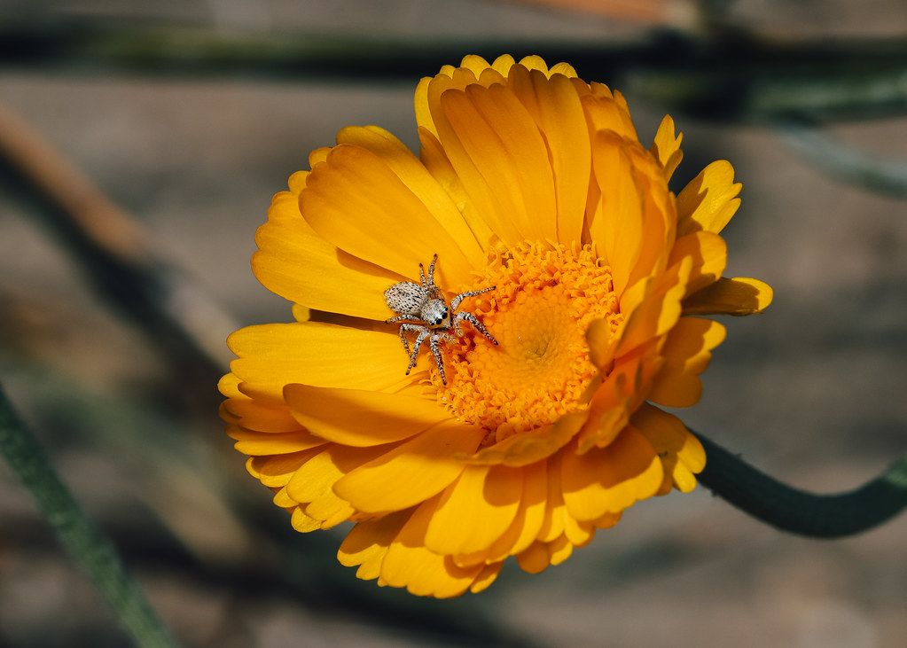 Spider Control service in Cerritos, CA
